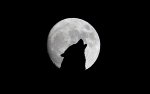 full_moon_wolf_howl_121949_1920x1200.jpg