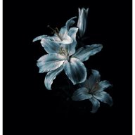 Failox Flowers