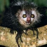 Algernop Shrute