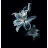 Failox Flowers